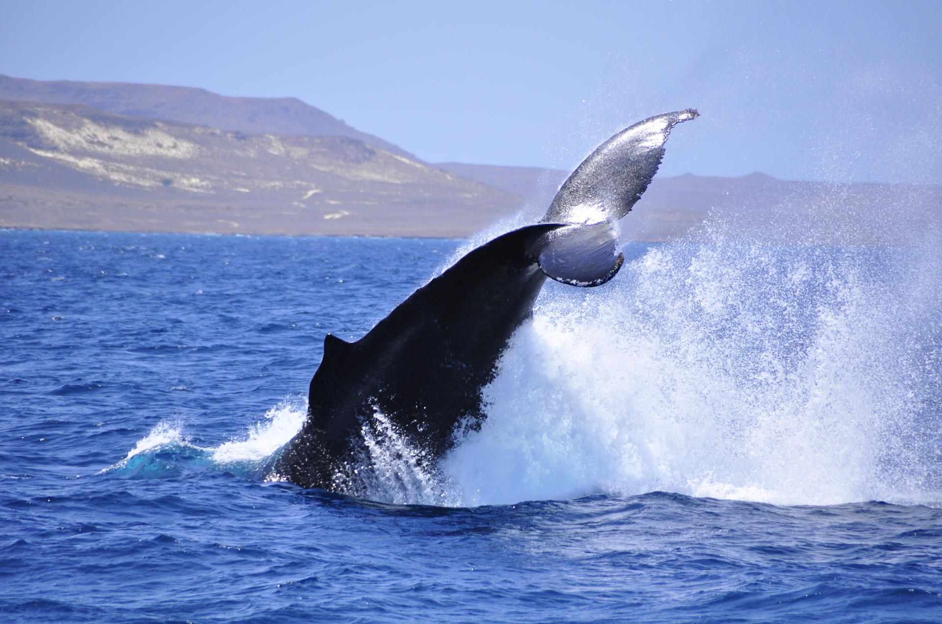 cape verde whale watching