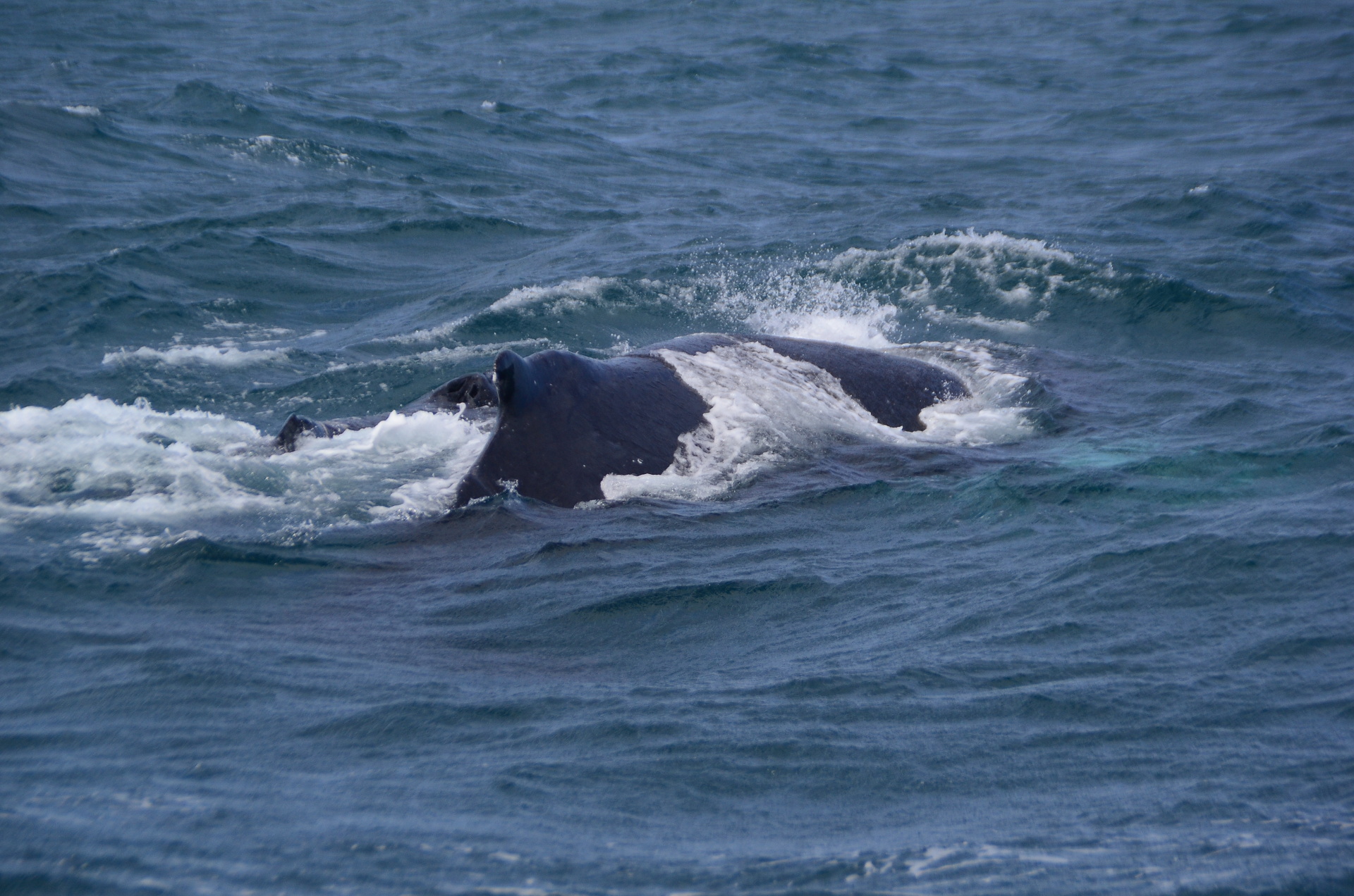 whale watching boavista