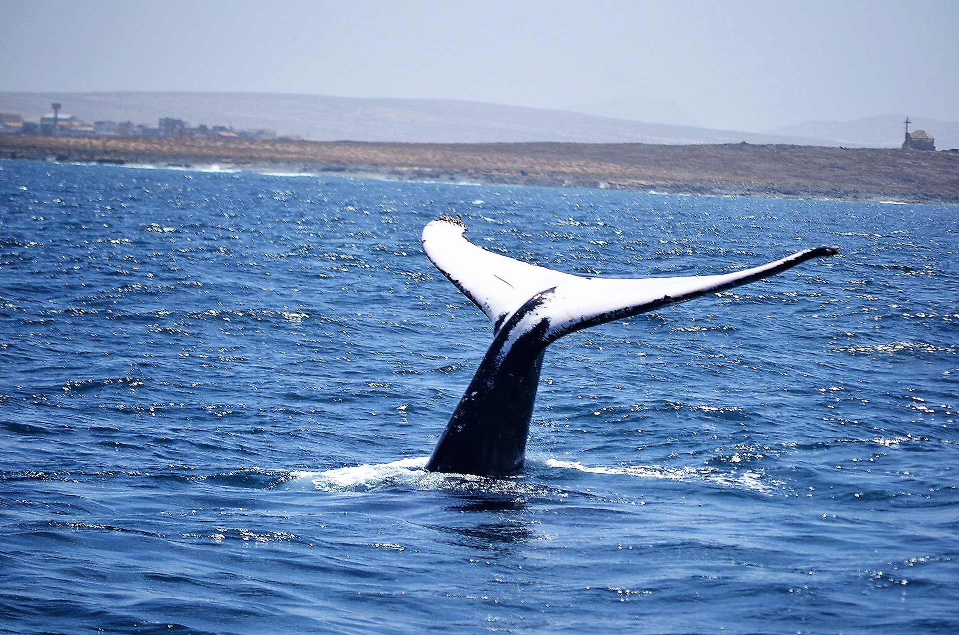 whales watching boavista